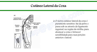 Cutâneo Lateral da Coxa
O nervo cutâneo lateral da coxa é
puramente sensitivo. Sai da pelve e
passa sob ou através do ligamento
inguinal, na região da virilha, para
alcançar a coxa e fornecer
sensibilidade para suas porções
anterior e lateral.
 