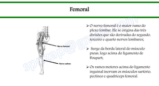 Femoral
O nervo femoral é o maior ramo do
plexo lombar. Ele se origina das três
divisões que são derivadas do segundo,
terceiro e quarto nervos lombares;
 Surge da borda lateral do músculo
psoas, logo acima do ligamento de
Poupart;
Os ramos motores acima do ligamento
inguinal inervam os músculos sartório,
pectíneo e quadríceps femoral.
 
