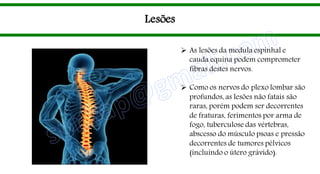 Lesões
 As lesões da medula espinhal e
cauda equina podem comprometer
fibras destes nervos.
 Como os nervos do plexo lombar são
profundos, as lesões não fatais são
raras, porém podem ser decorrentes
de fraturas, ferimentos por arma de
fogo, tuberculose das vértebras,
abscesso do músculo psoas e pressão
decorrentes de tumores pélvicos
(incluindo o útero grávido).
 
