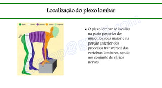 Localização do plexo lombar
O plexo lombar se localiza
na parte posterior do
musculo psoas maior e na
porção anterior dos
processos transversos das
vertebras lombares, sendo
um conjunto de vários
nervos .
 