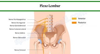 Nervo Ilio Hipogastrico
Nervo Ilio Inguinal
Nervo Genitofemoral
Nervo CutaneoLateral
Nervo Safeno
Nervo Obturador
Nervo Femoral
Plexo Lombar
 