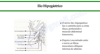 Ilio Hipogástrico
O nervo ílio-hipogástrico
faz o caminho para a crista
ilíaca, perfurando o
musculo abdominal
transverso;
Depois é encontrado entre
o nervo as fibras
musculares oblíquas
internas do abdome.
 