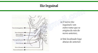 Ilio Inguinal
O nervo ílio
inguinal é um
outro ramo que se
origina da raiz do
nervo anterior;
Está localizado logo
abaixo do anterior.
 