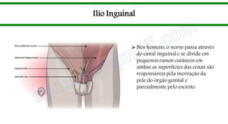 Ilio Inguinal
Nos homens, o nervo passa através
do canal inguinal e se divide em
pequenos ramos cutâneos em
ambas as superfícies das coxas são
responsáveis pela inervação da
pele do órgão genital e
parcialmente pelo escroto.
 