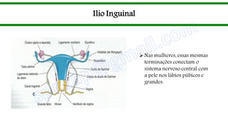 Ilio Inguinal
Nas mulheres, essas mesmas
terminações conectam o
sistema nervoso central com
a pele nos lábios púbicos e
grandes.
 