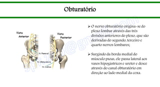 Obturatório
O nervo obturatório origina-se do
plexo lombar através das três
divisões anteriores do plexo, que são
derivadas do segundo, terceiro e
quarto nervos lombares;
Surgindo da borda medial do
músculo psoas, ele passa lateral aos
vasos hipogástricos e ureter e desce
através do canal obturatório em
direção ao lado medial da coxa.
 