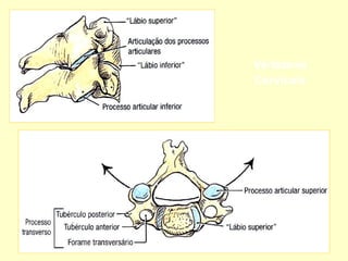 Vértebras
Cervicais
 