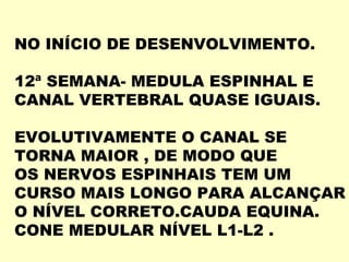 NO INÍCIO DE DESENVOLVIMENTO.

12ª SEMANA- MEDULA ESPINHAL E
CANAL VERTEBRAL QUASE IGUAIS.

EVOLUTIVAMENTE O CANAL SE
TORNA MAIOR , DE MODO QUE
OS NERVOS ESPINHAIS TEM UM
CURSO MAIS LONGO PARA ALCANÇAR
O NÍVEL CORRETO.CAUDA EQUINA.
CONE MEDULAR NÍVEL L1-L2 .
 