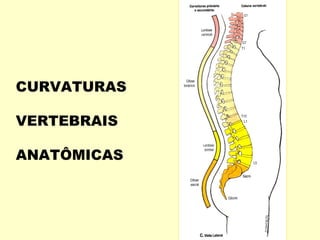 CURVATURAS

VERTEBRAIS

ANATÔMICAS
 