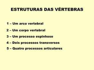 ESTRUTURAS DAS VÉRTEBRAS


1 – Um arco vertebral

2 – Um corpo vertebral

3 – Um processo espinhoso

4 – Dois processos transversos
5 – Quatro processos articulares
 