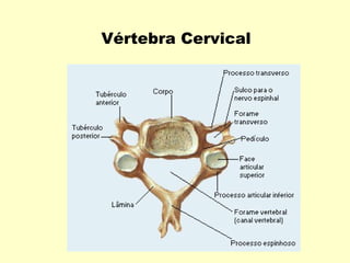 Vértebra Cervical
 