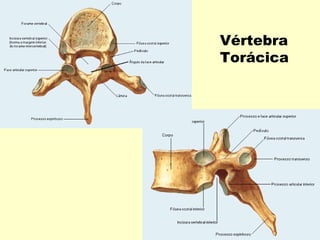 Vértebra
Torácica
 
