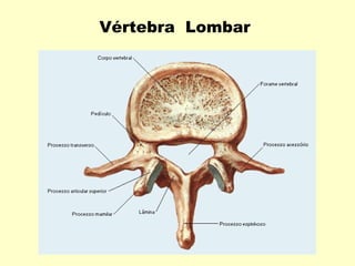 Vértebra Lombar
 
