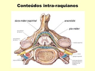 Conteúdos intra-raquianos
 