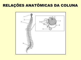 RELAÇÕES ANATÔMICAS DA COLUNA
 