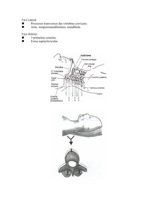 Face Lateral:
       Processos transversos das vértebras cervicais;
       Artic. temporomandibulares, mandíbula.

Face Anterior:
       3 primeiras costelas;
       Fossa supraclavicular.
 