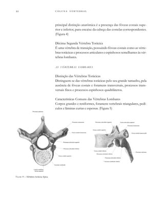         

principal distinção anatômica é a presença das fóveas costais supe-
rior e inferior, para encaixe da cabeça das costelas correspondentes.
(Figura 4)
Décima Segunda Vértebra Torácica
É uma vértebra de transição, possuindo fóveas costais como as vérte-
bras torácicas e processos articulares e espinhosos semelhantes às vér-
tebras lombares.
AS VÉRTEBRAS LOMBARES
Distinção das Vértebras Torácicas
Distinguem-se das vértebras torácicas pelo seu grande tamanho, pela
ausência de fóveas costais e foramens transversais, processos trans-
versais finos e processos espinhosos quadriláteros.
Características Comuns das Vértebras Lombares
Corpos grandes e reniformes, foramens vertebrais triangulares, pedí-
culos e lâminas curtas e espessas. (Figura 5)
FIGURA 4 – Vértebra torácica típica.
 