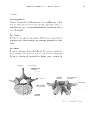 
                         . . .
O SACRO
Constituição Geral
O sacro é constituído inicialmente por cinco vértebras, que se fun-
dem no adulto em um único osso em forma de cunha. Articula-se
superiormente com a quinta vértebra lombar e lateralmente com os
ossos do quadril.
Face Pelvina
É côncava e lisa e possui quatro pares de foramens sacrais pelvinos,
por onde saem os ramos ventrais dos primeiros nervos sacrais e seus
vasos.
Face Dorsal
É rugosa e convexa. As espinhas dorsais das vértebras sacrais for-
mam a crista sacral mediana. A fusão dos processos articulares
forma as cristas sacrais intermediárias. Possui quatro pares de fo-
FIGURA 5 – Vértebra lombar típica.
 