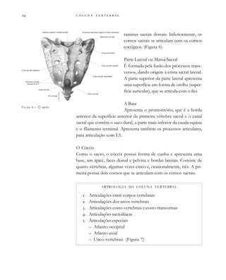         

raminas sacrais dorsais. Inferiormente, os
cornos sacrais se articulam com os cornos
coccígeos. (Figura 6)
Parte Lateral ou Massa Sacral
É formada pela fusão dos processos trans-
versos, dando origem à crista sacral lateral.
A parte superior da parte lateral apresenta
uma superfície em forma de orelha (super-
fície auricular), que se articula com o ílio.
A Base
Apresenta o promontório, que é a borda
anterior da superfície anterior da primeira vértebra sacral e o canal
sacral que contém o saco dural, a parte mais inferior da cauda eqüina
e o filamento terminal. Apresenta também os processos articulares,
para articulação com L5.
O Cóccix
Como o sacro, o cóccix possui forma de cunha e apresenta uma
base, um ápice, faces dorsal e pelvina e bordas laterais. Consiste de
quatro vértebras, algumas vezes cinco e, ocasionalmente, três. A pri-
meira possui dois cornos que se articulam com os cornos sacrais.
ARTROLOGIA DA COLUNA VERTEBRAL
. Articulações entre corpos vertebrais
. Articulações dos arcos vertebrais
. Articulações costo-vertebrais e costo-transversas
. Articulações sacroilíacas
. Articulações especiais
– Atlanto-occipital
– Atlanto-axial
– Unco-vertebrais (Figura 7)
FIGURA 6 – O sacro.
 