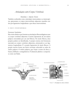 
                         . . .
Articulações entre Corpos Vertebrais
Sinonímia e Aspectos Gerais
Também conhecidas como articulação intersomática ou intercorpó-
rea, apresentam os corpos intervertebrais adjacentes mantidos uni-
dos por ligamentos longitudinais e por discos intervertebrais.
O DISCO INTERVERTEBRAL
Estrutura Anatômica
São coxins elásticos que formam as articulações fibrocartilagíneas entre
os corpos vertebrais adjacentes. Consiste tipicamente de um núcleo
pulposo circundado por um anel fibroso. No ânulo fibroso, duas
porções podem ser identificadas. A porção externa está fortemente
ancorada aos corpos vertebrais adjacentes, misturando-se aos liga-
mentos longitudinais. É a porção ligamentar do ânulo fibroso. A
porção interna forma um denso envelope esferoidal ao redor do
núcleo pulposo. O núcleo pulposo, que ocupa o centro do disco, é
branco, brilhante e semigelatinoso. É altamente plástico e comporta-
se como um fluido.
FIGURA 7 – Articulações da coluna vertebral.
 