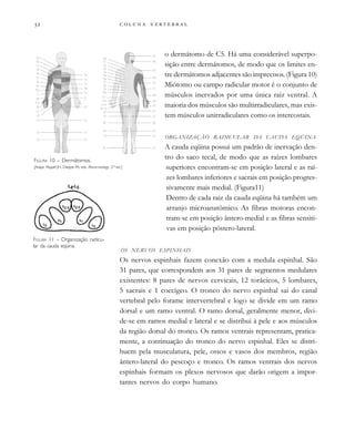         

o dermátomo de C5. Há uma considerável superpo-
sição entre dermátomos, de modo que os limites en-
tre dermátomos adjacentes são imprecisos. (Figura 10)
Miótomo ou campo radicular motor é o conjunto de
músculos inervados por uma única raiz ventral. A
maioria dos músculos são multirradiculares, mas exis-
tem músculos unirradiculares como os intercostais.
ORGANIZAÇÃO RADICULAR DA CAUDA EQÜINA
A cauda eqüina possui um padrão de inervação den-
tro do saco tecal, de modo que as raízes lombares
superiores encontram-se em posição lateral e as raí-
zes lombares inferiores e sacrais em posição progres-
sivamente mais medial. (Figura11)
Dentro de cada raiz da cauda eqüina há também um
arranjo microanatômico. As fibras motoras encon-
tram-se em posição ântero-medial e as fibras sensiti-
vas em posição póstero-lateral.
OS NERVOS ESPINHAIS
Os nervos espinhais fazem conexão com a medula espinhal. São
31 pares, que correspondem aos 31 pares de segmentos medulares
existentes: 8 pares de nervos cervicais, 12 torácicos, 5 lombares,
5 sacrais e 1 coccígeo. O tronco do nervo espinhal sai do canal
vertebral pelo forame intervertebral e logo se divide em um ramo
dorsal e um ramo ventral. O ramo dorsal, geralmente menor, divi-
de-se em ramos medial e lateral e se distribui à pele e aos músculos
da região dorsal do tronco. Os ramos ventrais representam, pratica-
mente, a continuação do tronco do nervo espinhal. Eles se distri-
buem pela musculatura, pele, ossos e vasos dos membros, região
ântero-lateral do pescoço e tronco. Os ramos ventrais dos nervos
espinhais formam os plexos nervosos que darão origem a impor-
tantes nervos do corpo humano.
FIGURA 11 – Organização radicu-
lar da cauda eqüina.
FIGURA 10 – Dermátomos.
[Adapt. Klippel JH, Dieppe PA, eds. Rheumatology, 2nd
ed.]
 