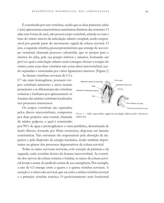 
                                
É constituída por sete vértebras, sendo que as duas primeiras (atlas
e áxis) apresentam características anatômicas distintas das restantes. O
atlas tem forma de anel, não possui corpo vertebral, articula-se com a
base do crânio através da articulação atlanto-occipital, sendo respon-
sável por grande parte do movimento sagital da coluna cervical. O
áxis, a segunda vértebra, possui proeminência que emerge de seu cor-
po vertebral, chamada processo odontóide, que se projeta para o
interior do atlas, pela sua porção inferior e anterior, formando um
pivô no qual a articulação atlanto-axial consegue efetuar a rotação do
crânio; entre estas duas vértebras não existe disco intervertebral, sen-
do separadas e sustentadas por vários ligamentos internos. (Figura 1)
As demais vértebras cervicais de C3 a
C7 são mais homogêneas, possuem cor-
pos vertebrais anteriores e arcos neurais
posteriores e se diferenciam das vértebras
torácicas e lombares por apresentarem os
forames das artérias vertebrais localizados
nos processos transversos.
Os corpos vertebrais são separados
pelos discos intervertebrais, compostos
por duas porções: uma central, chamada
de núcleo pulposo, o qual é constituído
por 90% de água e proteoglicanos e outra periférica, denominada de
ânulo fibroso, formada por fibras resistentes, dispostas em lamelas
concêntricas. Tais estruturas são responsáveis pela absorção de im-
pactos e pela dispersão da energia mecânica, sendo também impor-
tantes na gênese dos processos degenerativos da coluna cervical.
Todas as raízes nervosas cervicais, com exceção da primeira e da
segunda, estão contidas dentro do forame intervertebral. Ao contrá-
rio dos nervos da coluna torácica e lombar, as raízes da coluna cervi-
cal levam o nome do pedículo acima de sua emergência. Por exemplo,
a raiz de C5 emerge entre a quarta e a quinta vértebra cervicais. A
exceção é a oitava raiz cervical, que sai entre a sétima vértebra cervical
e a primeira vértebra torácica. O posicionamento mais horizontal
FIGURA 1 – Visão esquemática sagital da articulação atlanto-axial e estruturas
adjacentes.
 