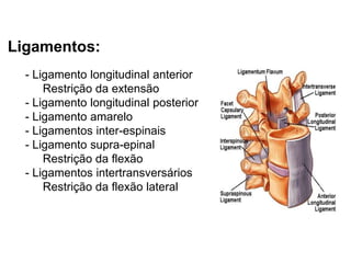 Ligamentos: 
- Ligamento longitudinal anterior 
Restrição da extensão 
- Ligamento longitudinal posterior 
- Ligamento amarelo 
- Ligamentos inter-espinais 
- Ligamento supra-epinal 
Restrição da flexão 
- Ligamentos intertransversários 
Restrição da flexão lateral 
 