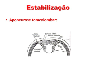 Estabilização 
• Aponeurose toracolombar: 
 