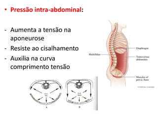 • Pressão intra-abdominal: 
- Aumenta a tensão na 
aponeurose 
- Resiste ao cisalhamento 
- Auxilia na curva 
comprimento tensão 
 