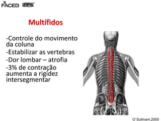 Multífidos 
-Controle do movimento 
da coluna 
-Estabilizar as vertebras 
-Dor lombar – atrofia 
-3% de contração 
aumenta a rigidez 
intersegmentar 
O`Sullivam,2000 
 