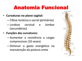 Anatomia Funcional 
• Curvaturas no plano sagital: 
– Cifose torácica e sacral (primárias) 
– Lordose cervical e lombar 
(secundárias) 
• Funções das curvaturas: 
– Aumentar a resistência a cargas 
compressivas (10 vezes) 
– Diminuir o gasto energético na 
manutenção da postura ereta 
 