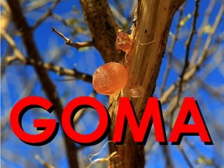 GOMAGOMA
 