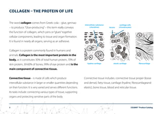 Collagen is the most important protein in the body | PPT