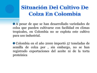 A pesar de que se han desarrollado variedades de
colza que pueden cultivarse con facilidad en climas
tropicales, en Colombia no se explota este cultivo
para uso industrial.
Colombia en el año 2000 importó 57 toneladas de
semilla de colza por , sin embargo, no se han
registrado exportaciones del aceite ni de la torta
proteínica

 