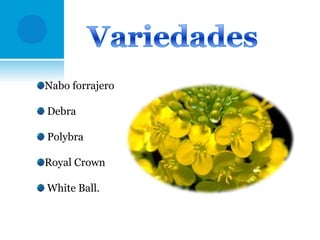 Nabo forrajero
Debra
Polybra
Royal Crown
White Ball.

 