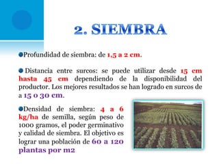 Profundidad de siembra: de 1,5 a 2 cm.
Distancia entre surcos: se puede utilizar desde 15 cm
hasta 45 cm dependiendo de la disponibilidad del
productor. Los mejores resultados se han logrado en surcos de
a 15 o 30 cm.
Densidad de siembra: 4 a 6
kg/ha de semilla, según peso de
1000 gramos, el poder germinativo
y calidad de siembra. El objetivo es
lograr una población de 60 a 120

plantas por m2

 