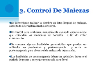 Es conveniente realizar la siembra en lotes limpios de malezas,
sobre todo de crucíferas (nabo silvestre).
El control debe realizarse manualmente evitando especialmente
que coincidan los momentos de floración
a fin de evitar
cruzamiento.
Se conocen algunos herbicidas graminicidas que pueden ser
utilizados en presiembra y postemergencia
y otros en
postemergencia para el control de malezas de hojas ancha.
Los herbicidas de posemergencia deben ser aplicados durante el
periodo de roseta y antes que se emita la vara floral.

 