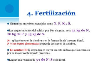 Elementos nutritivos esenciales como N, P, K y S.
Los requerimientos del cultivo por Ton de grano son: 52 kg de N,

28 kg de P y 43 kg de S.
N: aplicaciones en la siembra y en la formación de la roseta floral.
P y los otros elementos: se puede aplicar en la siembra.

En azufre (S) la demanda es mayor en este cultivo que los cereales
por su mayor contenido de proteínas.
Lograr una relación de 5-1 de N: S es lo ideal.

 