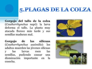 Gorgojo del tallo de la colza
(Ceuthorrhynchus napi): la larva
deforma el tallo. La planta muy
atacada florece más tarde y sus
semillas maduran mal.
Gorgojo
de
las
silicuas
(Ceuthorrhynchus assimilis): los
adultos muerden las jóvenes silicuas
y
las
larvas
roen
las
semillas, pudiendo causar una
disminución importante en la
cosecha.

 