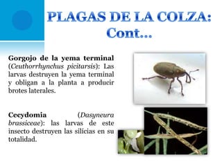 Gorgojo de la yema terminal
(Ceuthorrhynchus picitarsis): Las
larvas destruyen la yema terminal
y obligan a la planta a producir
brotes laterales.

Cecydomia
(Dasyneura
brassiceae): las larvas de este
insecto destruyen las silícias en su
totalidad.

 
