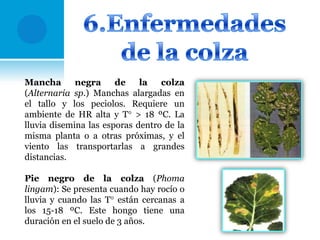 Mancha
negra
de
la
colza
(Alternaria sp.) Manchas alargadas en
el tallo y los peciolos. Requiere un
ambiente de HR alta y T° > 18 ºC. La
lluvia disemina las esporas dentro de la
misma planta o a otras próximas, y el
viento las transportarlas a grandes
distancias.
Pie negro de la colza (Phoma
lingam): Se presenta cuando hay rocío o
lluvia y cuando las T° están cercanas a
los 15-18 ºC. Este hongo tiene una
duración en el suelo de 3 años.

 