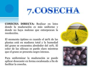 COSECHA DIRECTA: Realizar en lotes
donde la maduración es más uniforme y
donde no haya malezas que entorpezcan la
recolección.
El momento óptimo es cuando el 90% de las
plantas está en madurez total y la humedad
del grano se encuentra alrededor del 10%. El
color de las silicuas es pardo claro mientras
que el grano se presenta negro intenso.
Para uniformizar la maduración se puede
aplicar desecante en forma escalonada a fin de
facilitar la cosecha.

 