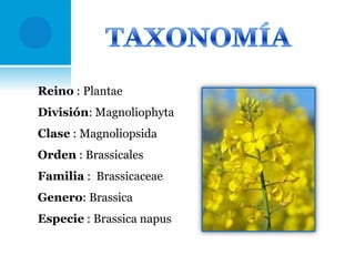 Reino : Plantae
División: Magnoliophyta
Clase : Magnoliopsida

Orden : Brassicales
Familia : Brassicaceae
Genero: Brassica
Especie : Brassica napus

 