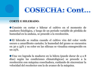 CORTE E HILERADO:
Consiste en cortar e hilerar el cultivo en el momento de
madurez fisiológica, y luego de un periodo variable de pérdida de
humedad en la andana, se procede a la recolección.
El hilerado se realiza cuando el cultivo vira del color verde
oscuro a amarillento castaño; la humedad del grano se encuentra
en 30 a 35% y su color en las silicuas se visualiza ennegrecido en
un 25%.
Una vez lograda la madurez en la hilera (puede durar de 4 a 8
días) según las condiciones climatológicas) se procede a la
recolección con máquina cosechadora, cuidando de sincronizar la
velocidad del recolector con la de avance de la máquina.

 
