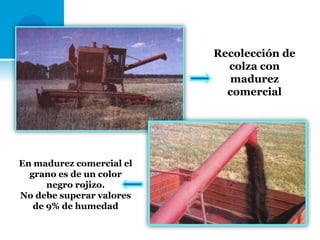 Recolección de
colza con
madurez
comercial

En madurez comercial el
grano es de un color
negro rojizo.
No debe superar valores
de 9% de humedad

 