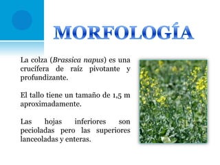 La colza (Brassica napus) es una
crucífera de raíz pivotante y
profundizante.
El tallo tiene un tamaño de 1,5 m
aproximadamente.

Las
hojas
inferiores
son
pecioladas pero las superiores
lanceoladas y enteras.

 