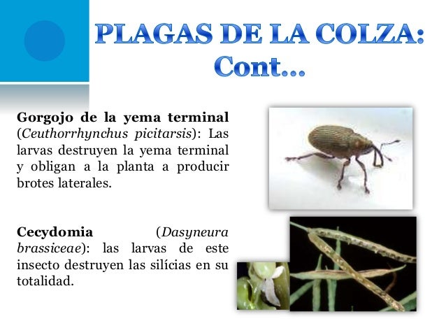 Como conocer el hongo o el magullado de la uña