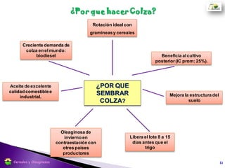 11Cereales y Oleaginosas
 
