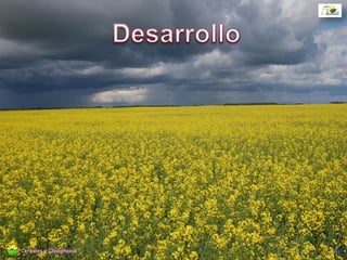 B1 - 1 hoja verdadera desarrollada
B2 - 2 hoja verdadera desarrollada
B3 a Bn - Hasta 6 hojas verdaderas desarrolladas
Estado de plántula
Estados vegetativos
13Cereales y Oleaginosas
 