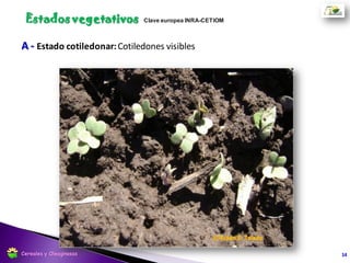 C1 - Aparición de hojas jóvenes Roseta
14
Estados vegetativos
Cereales y Oleaginosas
 